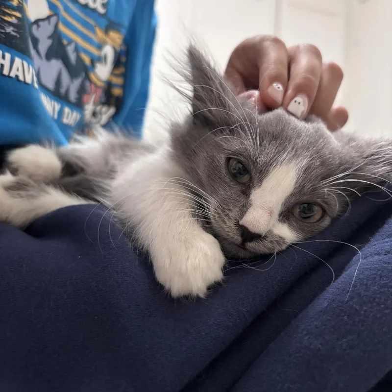 A baby small-sized female Gray / Blue / Silver Domestic Long Hair cat named Mei for adoption in Long Beach, CA