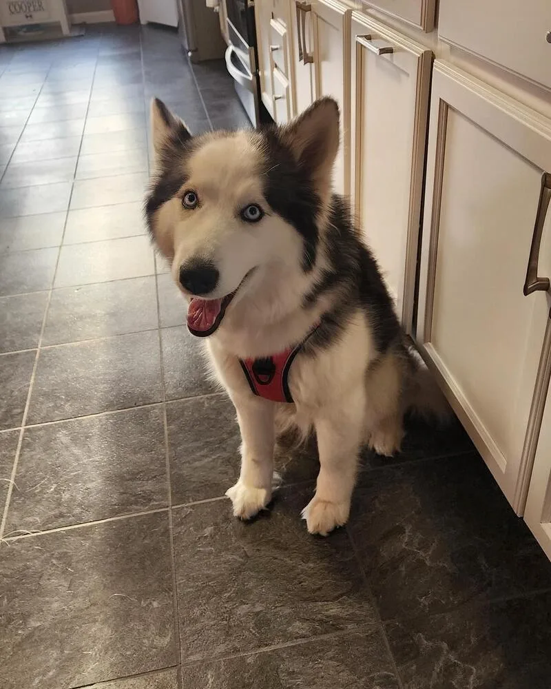 Daffodil thumbnail 2