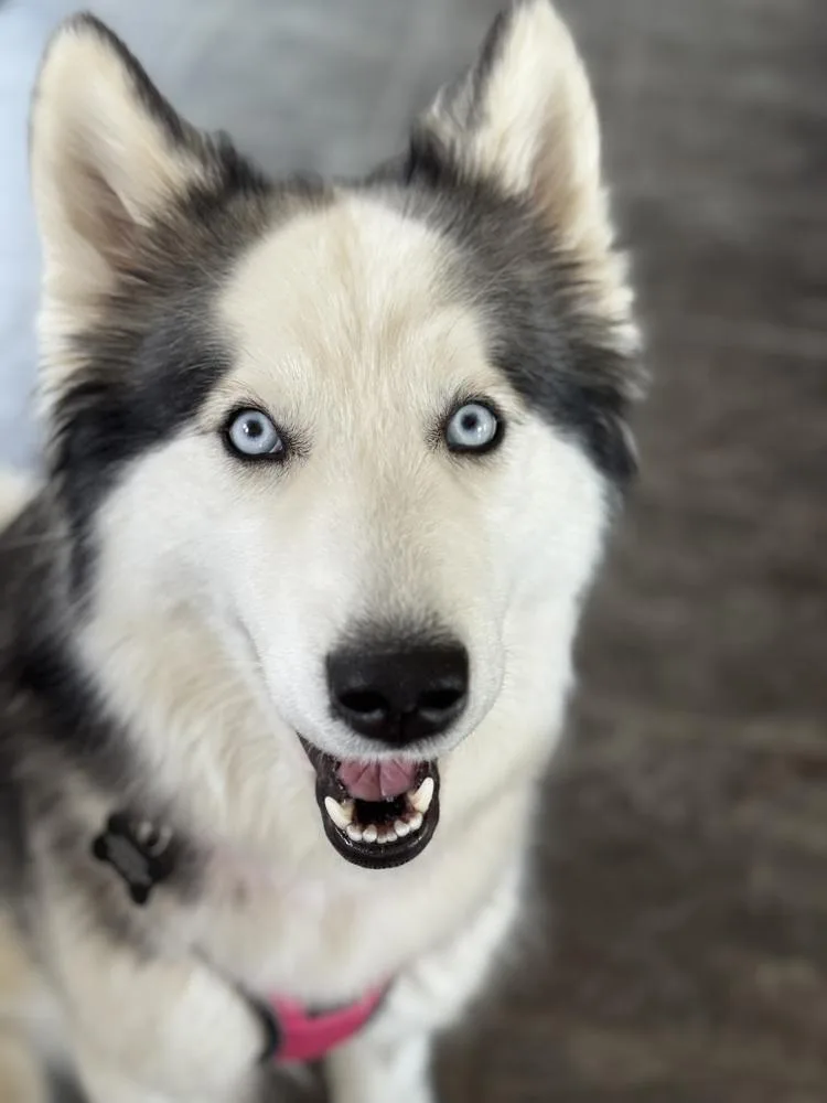 Daffodil thumbnail 3