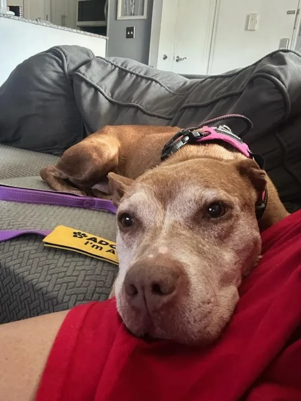 An adult medium-sized female Red / Chestnut / Orange Pit Bull Terrier dog named Gigi for adoption in Tinton Falls, NJ