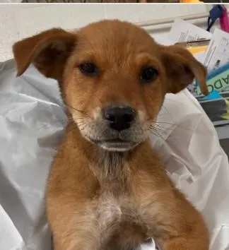 A baby small-sized female Mixed Breed dog named Preciosa for adoption in West Chester, PA