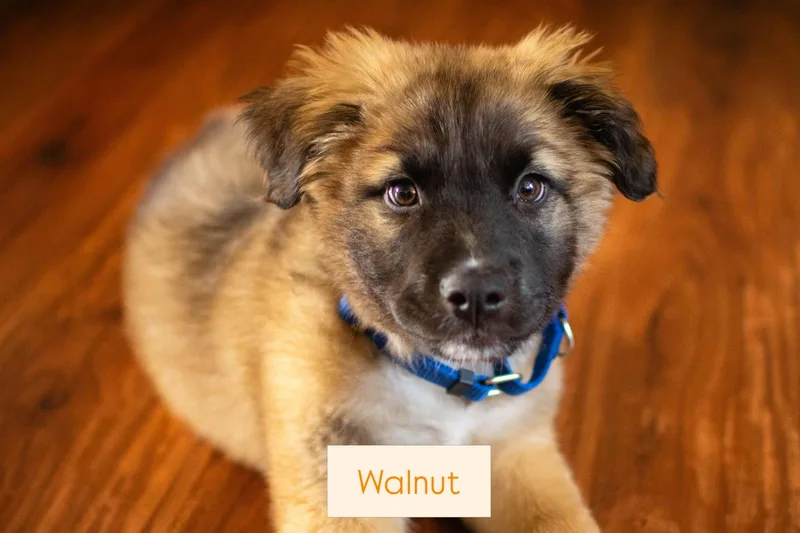 A young large-sized male Shepherd dog named Walnut for adoption in Sunnyvale, CA