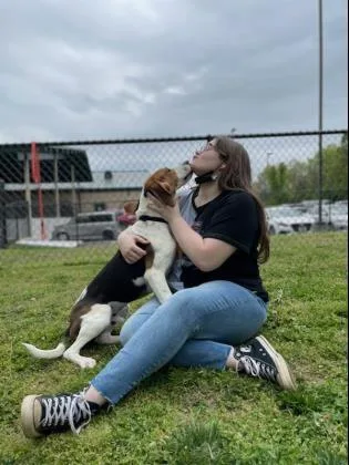 A senior large-sized male White / Cream Hound dog named Pogo for adoption in Springfield, MO