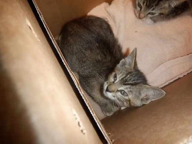 A baby small-sized female Domestic Short Hair cat named Sally for adoption in San Jose, CA