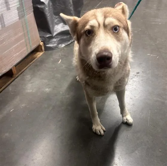 A young small-sized female Siberian Husky dog named Ginger for adoption in Tustin, CA