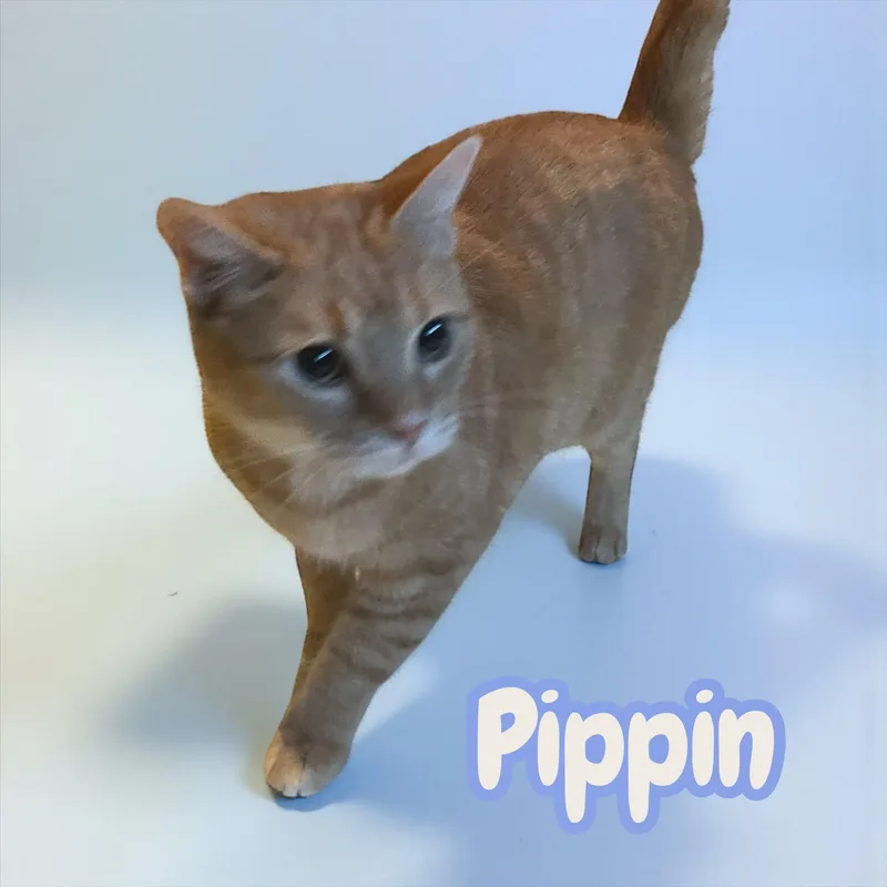 Pippin thumbnail 3
