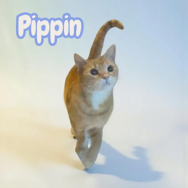 An adult large-sized male Tabby (Orange / Red) Domestic Short Hair cat named Pippin for adoption in Chuckey, TN