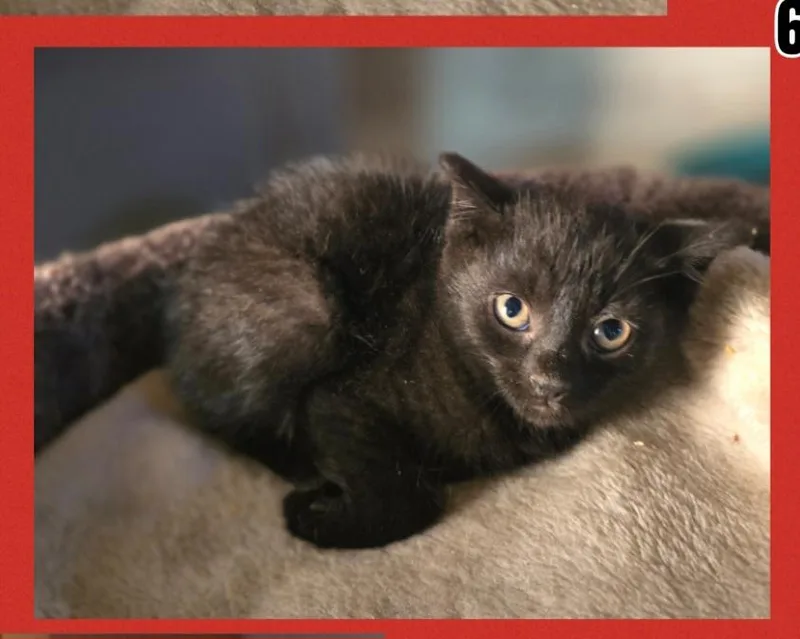 A baby medium-sized male Black Domestic Short Hair cat named Blackbeard for adoption in Elizabeth, PA