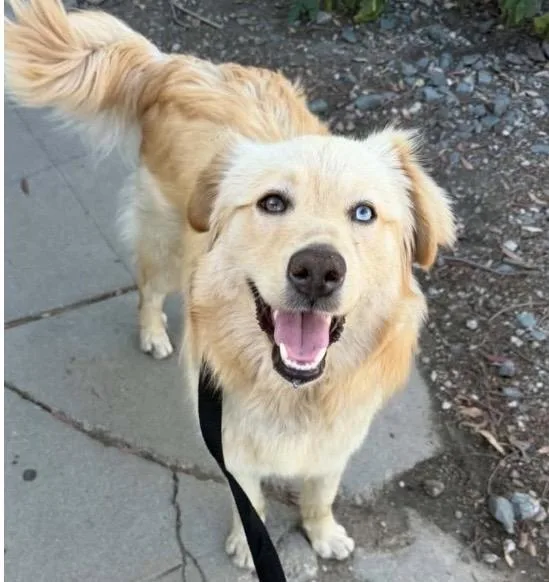 An adult medium-sized male Golden Retriever dog named Dillon for adoption in Santa Rosa, CA