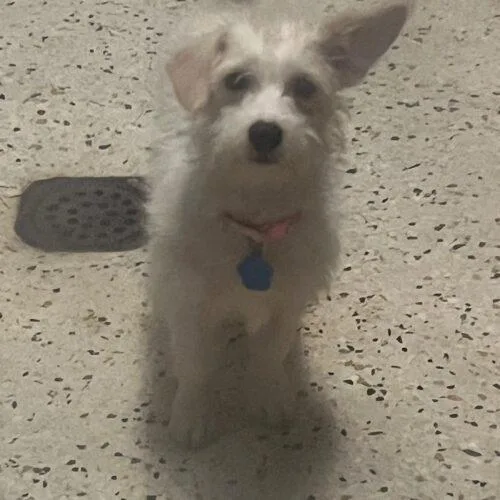 A baby small-sized female Yellow / Tan / Blond / Fawn Terrier dog named Acid Betty for adoption in Broken Arrow, OK
