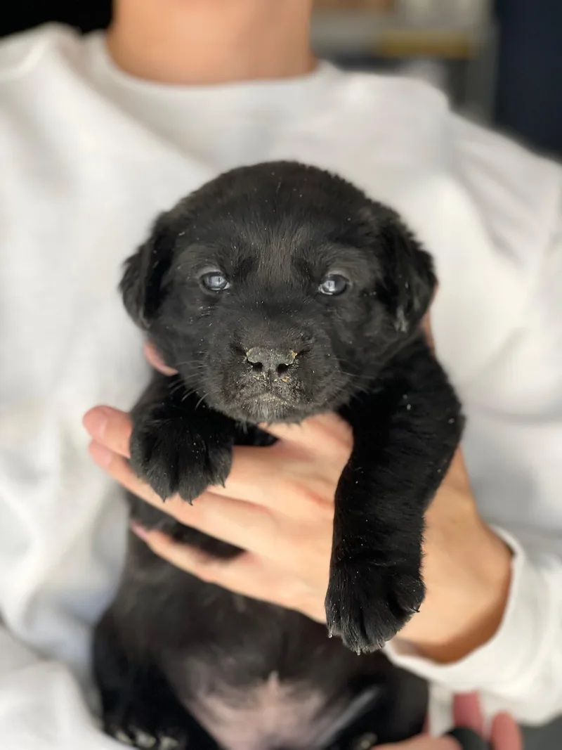 A baby small-sized female Labrador Retriever dog named Ginger for adoption in Discovery Bay, CA