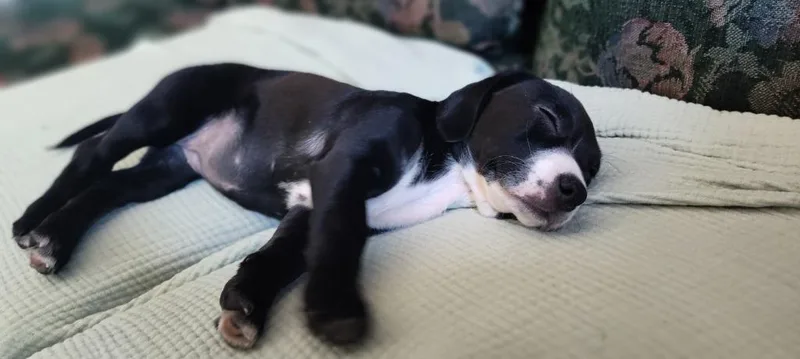 Leia Skybarker