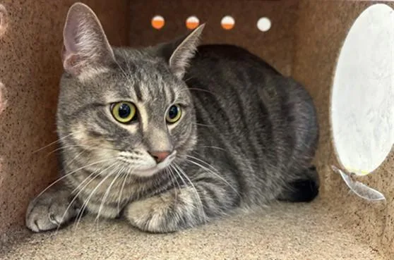 A young large-sized male Domestic Short Hair cat named Milo for adoption in Lancaster, CA