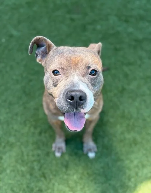 An adult large-sized male Mixed Breed dog named Macho for adoption in Dallas, TX