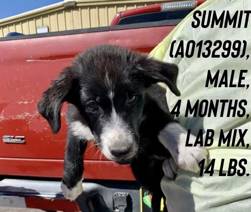 A baby medium-sized male Border Collie dog named Summit for adoption in Estes Park, CO