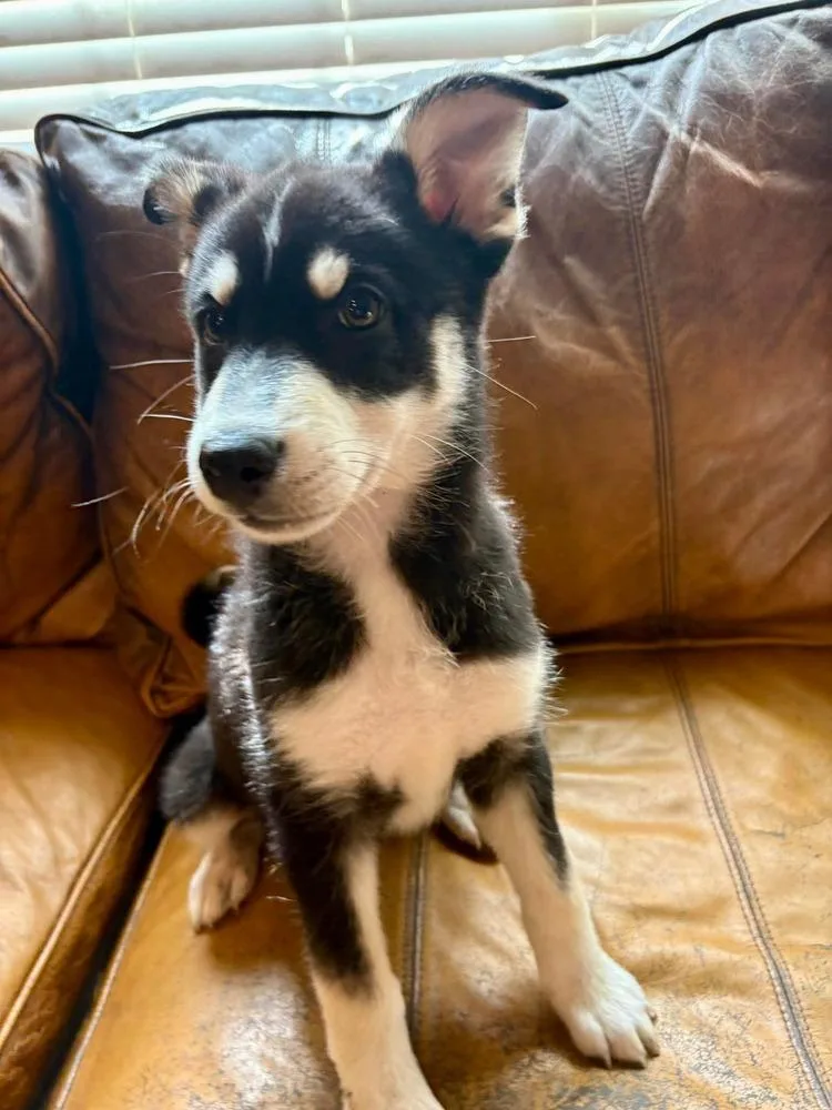 A baby medium-sized female Brown / Chocolate Collie dog named Dora for adoption in Saugus, MA