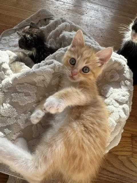 A baby medium-sized male Orange & White Tabby cat named Butterball for adoption in Santa Cruz, CA