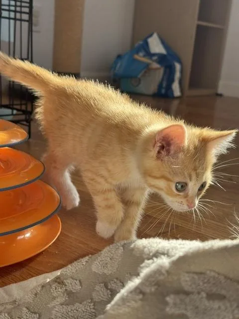 Butterball thumbnail 2
