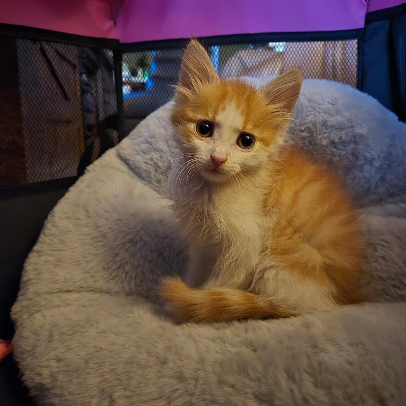 A baby medium-sized male Orange / Red Domestic Medium Hair cat named Sunny for adoption in Moriches, NY