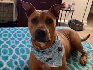 An adult medium-sized female Pit Bull Terrier dog named Bailey Pearl for adoption in Orlando, FL