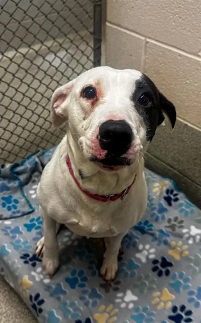 A young medium-sized female Pit Bull Terrier dog named Gemma for adoption in Statesville, NC