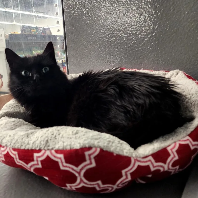 An adult small-sized female Black Domestic Long Hair cat named Midnight for adoption in Grantsville, UT