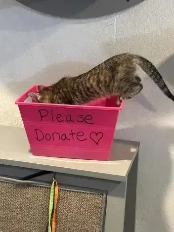 A young small-sized female Domestic Short Hair cat named Crab Rangoon for adoption in Grand Rapids, MI