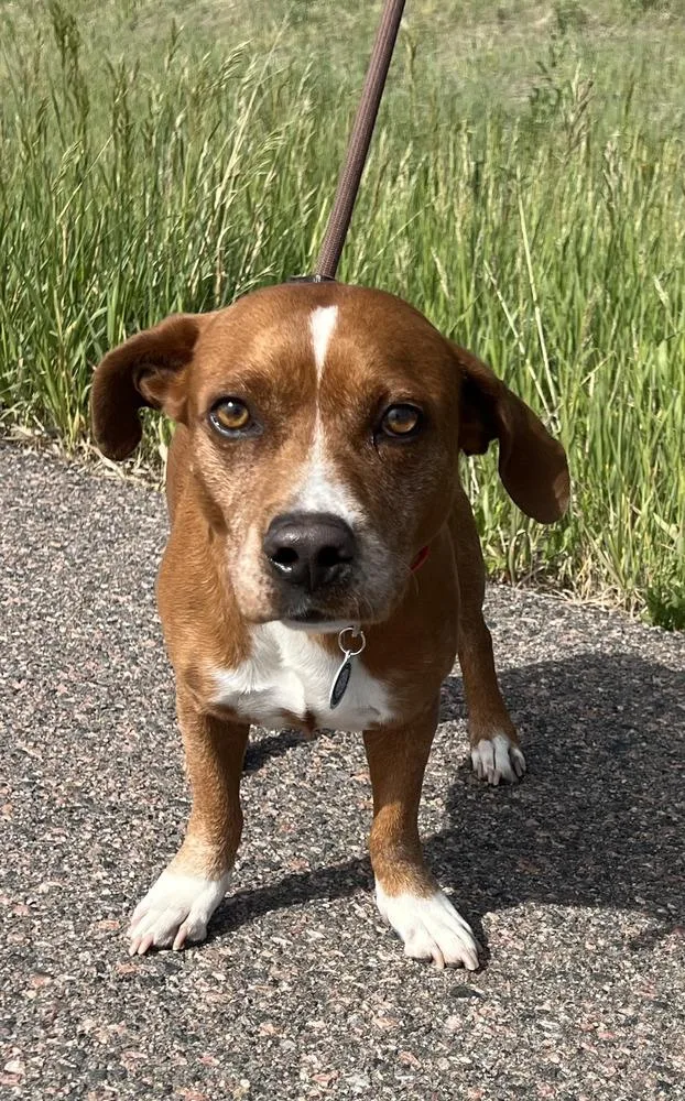 A young medium-sized male Tricolor (Brown, Black, & White) Labrador Retriever dog named Ringo for adoption in Littleton, CO