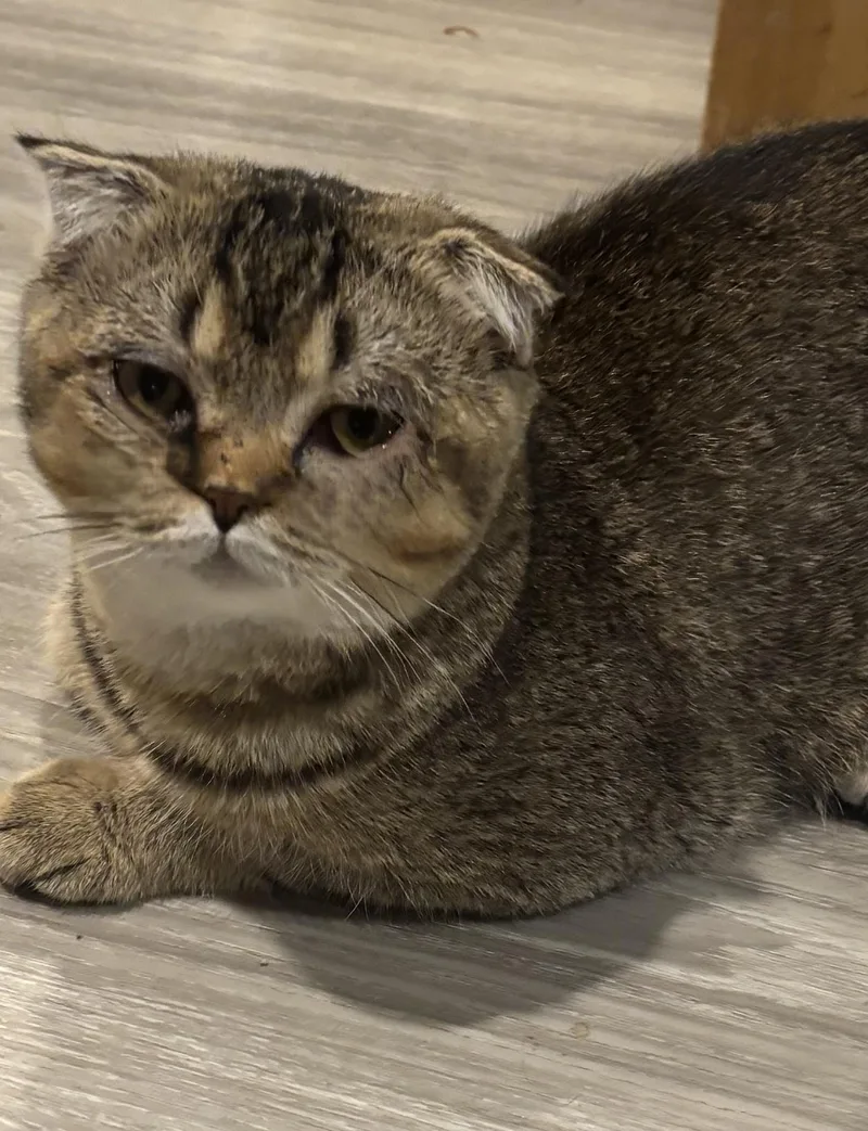 A young medium-sized male Tabby (Brown / Chocolate) Scottish Fold cat named Scotty for adoption in Fairfax, VA