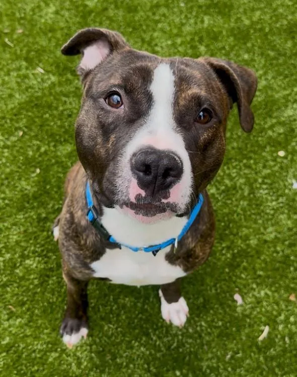 A young medium-sized male Pit Bull Terrier dog named Al Dente for adoption in Toledo, OH