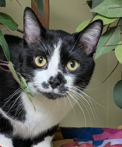An adult large-sized male Domestic Short Hair cat named Bojangles for adoption in Hastings, NE