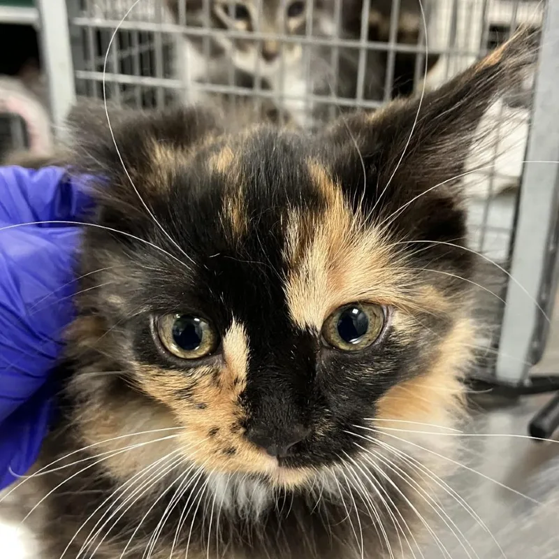 A baby small-sized female Calico Domestic Medium Hair cat named 111833 for adoption in Las Cruces, NM