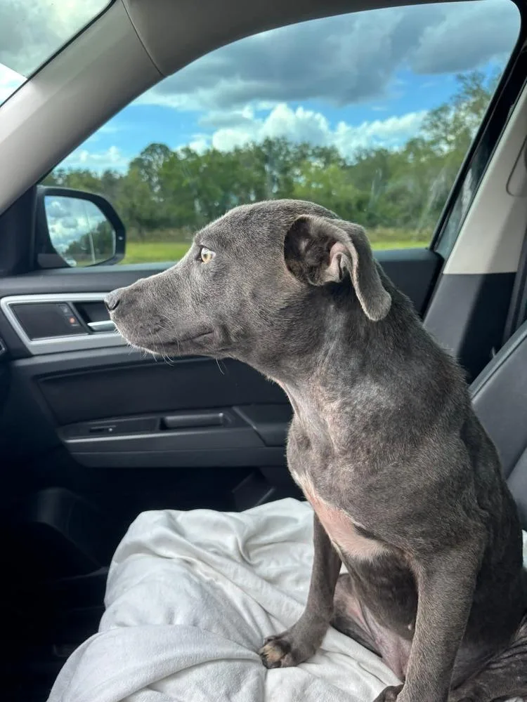 A young medium-sized female Gray / Blue / Silver Weimaraner dog named Nera for adoption in Lakeland, FL