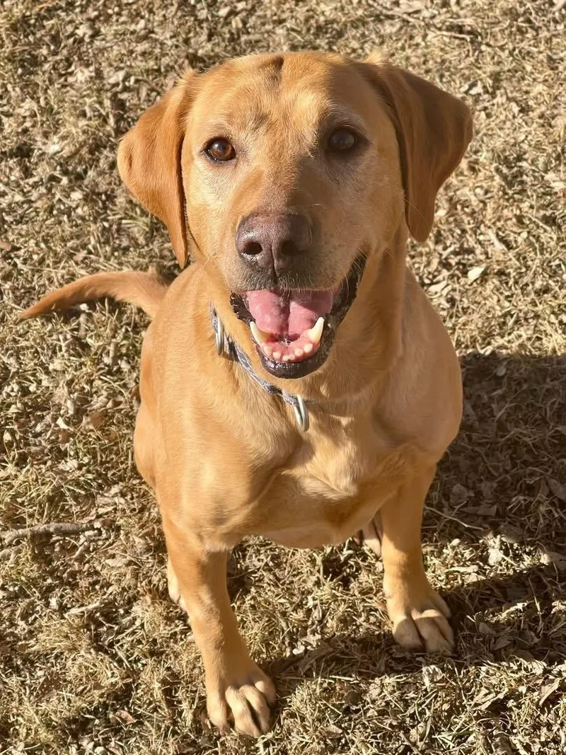 An adult medium-sized female Golden Yellow Labrador Retriever dog named Ruby for adoption in Madison, MN