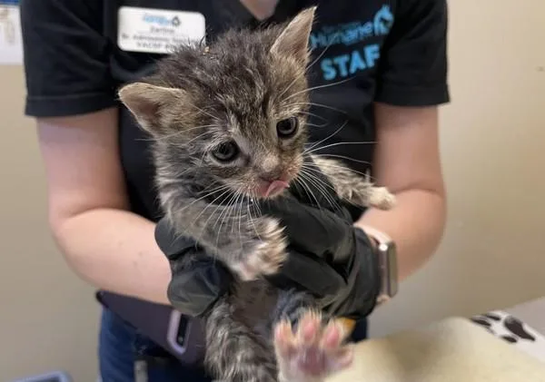 A baby small-sized female Domestic Short Hair cat named Pizza for adoption in Oceanside, CA
