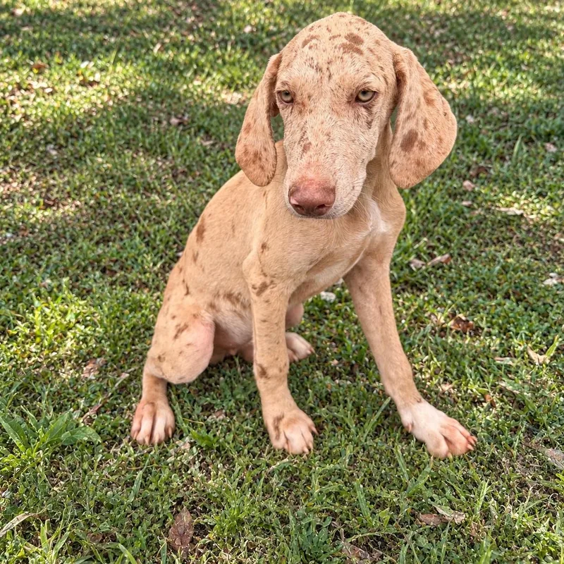 Knox