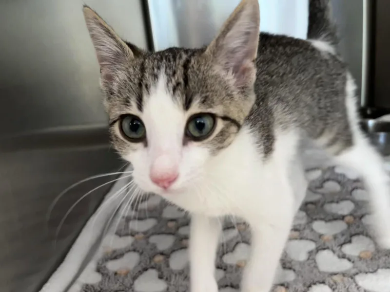 A young medium-sized male Gray & White Domestic Short Hair cat named Beans for adoption in Hilton Head Island, SC