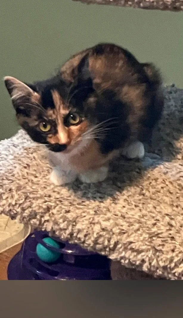 A baby small-sized female Domestic Short Hair cat named Bocce for adoption in Forest Lake, MN