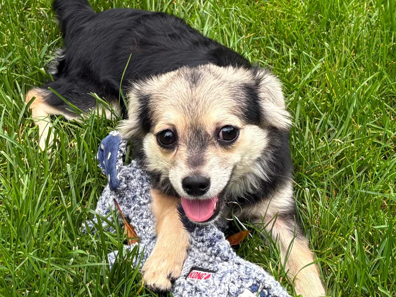 A baby small-sized male Black Chihuahua dog named Cheech for adoption in St. Clairsville, OH