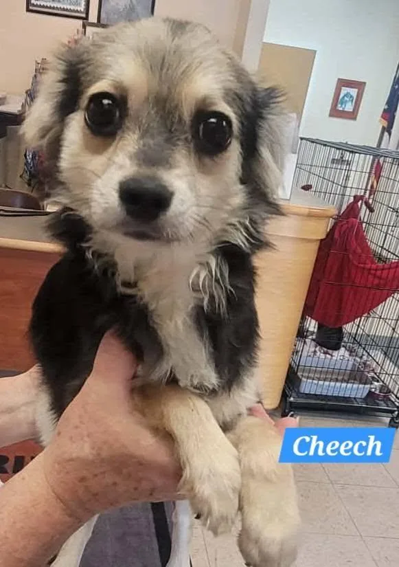 Cheech thumbnail 2