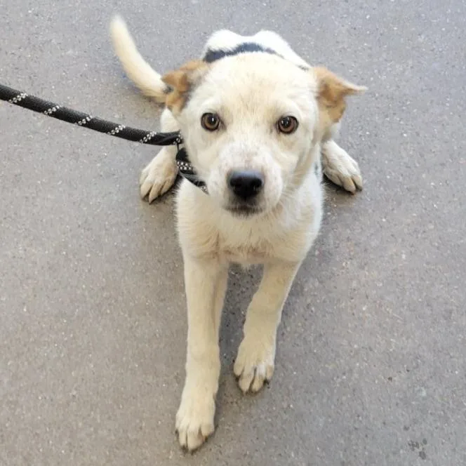 A baby medium-sized male White / Cream Mixed Breed dog named Nachos for adoption in Las Cruces, NM