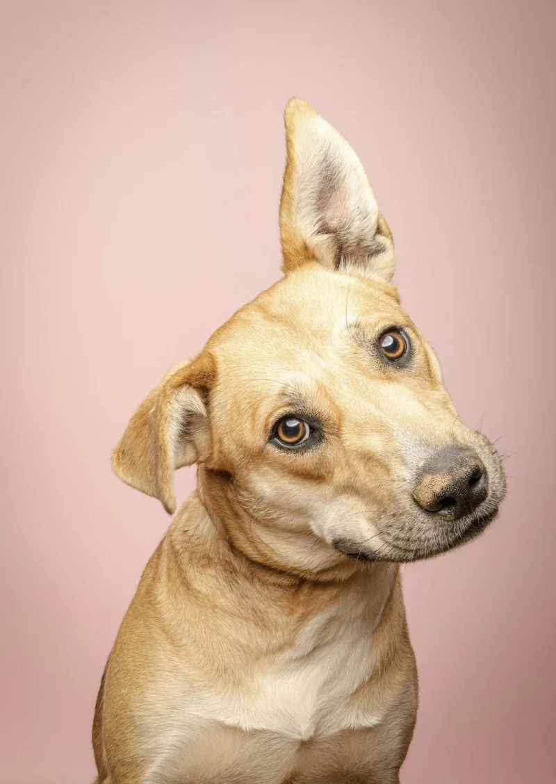 An adult medium-sized female Apricot / Beige Shepherd dog named Angel for adoption in Jackson, GA