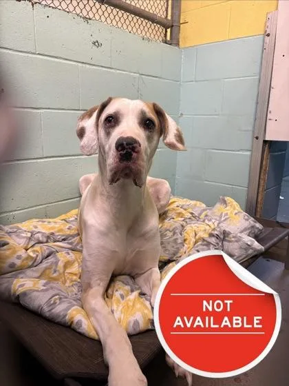 An adult extra large-sized female Great Dane dog named Harley for adoption in Lowell, MA