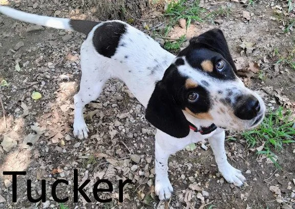 A young medium-sized male Treeing Walker Coonhound dog named Tucker for adoption in Mountain View, AR