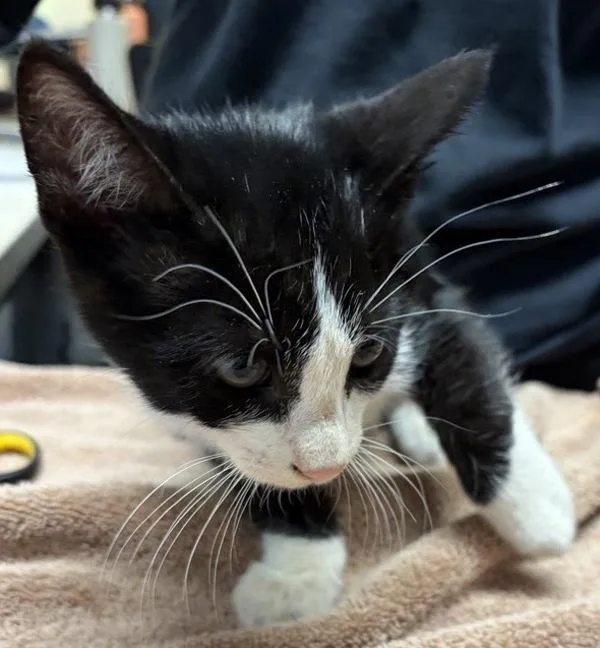 A baby small-sized male Domestic Short Hair cat named Pamphlet for adoption in Escondido, CA