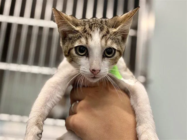 A baby small-sized male Brown / Chocolate Domestic Short Hair cat named Cooper for adoption in Tavares, FL