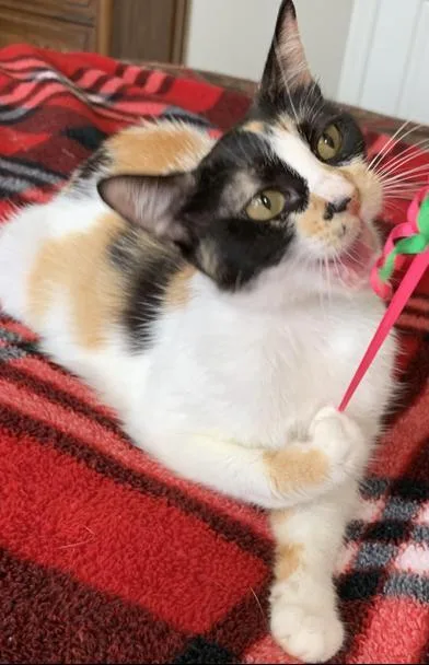 Callie thumbnail 6