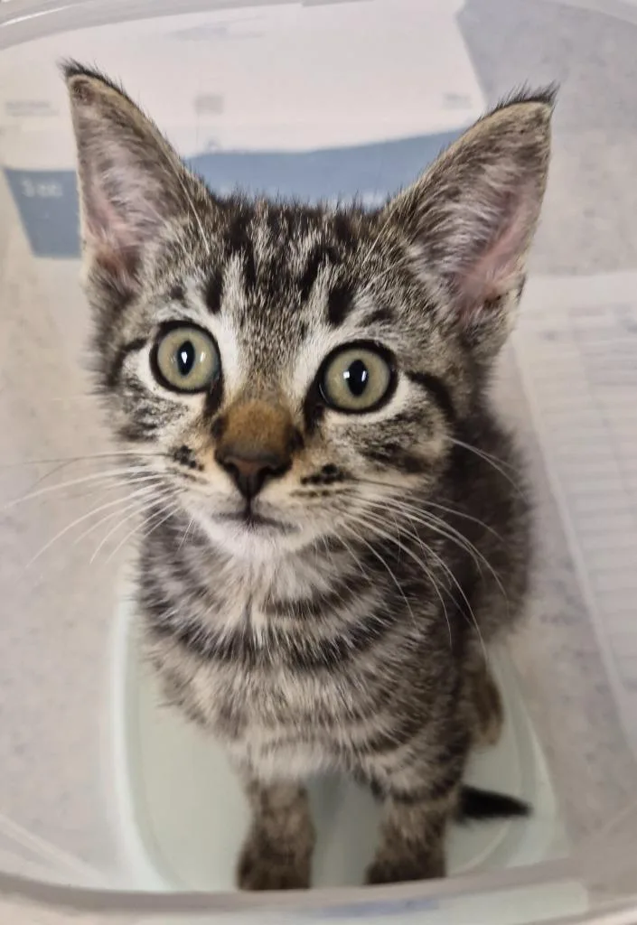A baby medium-sized female Domestic Short Hair cat named Calypso for adoption in Christiansburg, VA
