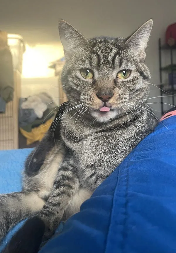 A young medium-sized female Domestic Short Hair cat named Kelly for adoption in Tampa, FL