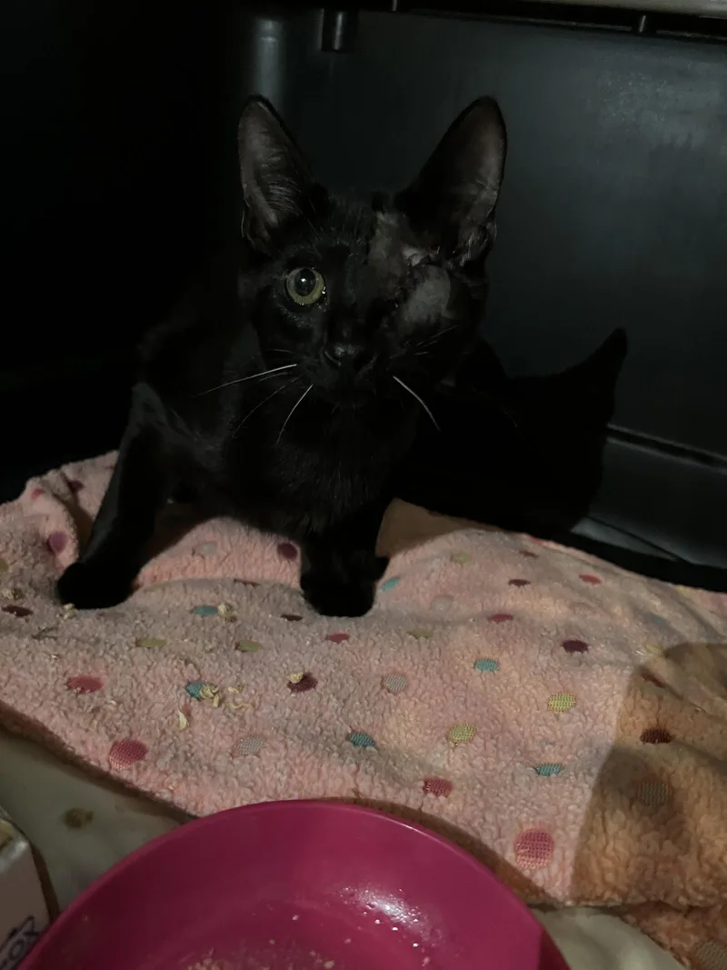 A young medium-sized male Black Domestic Short Hair cat named Pirate Willow Black Beard for adoption in Frisco, TX